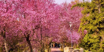 Culoare, parfum și dragoste! Malurile Begăi în toată splendoarea, a înflorit Tunelul Iubirii