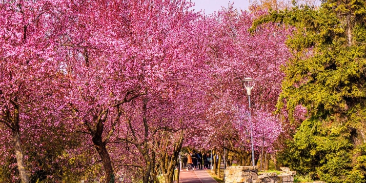 Culoare, parfum și dragoste! Malurile Begăi în toată splendoarea, a înflorit Tunelul Iubirii