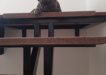 7 ani de închisoare pentru acte de violență și cruzime față de animale