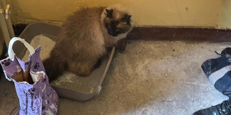 Orice viață este importantă! Pompierii au salvat o pisică blocată într-o gură de aerisire