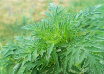 Cei care nu îndepărtează ambrozia riscă amenzi de până la 20 de mii de lei