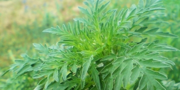 Cei care nu îndepărtează ambrozia riscă amenzi de până la 20 de mii de lei