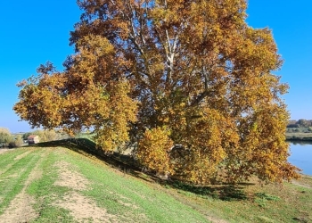 Cel mai bătrân arbore din Banat are jumătate de mileniu! A prins rădăcini pe vremea în care turcii cucereau Banatul. Vezi unde se află