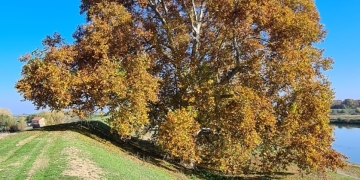 Cel mai bătrân arbore din Banat are jumătate de mileniu! A prins rădăcini pe vremea în care turcii cucereau Banatul. Vezi unde se află