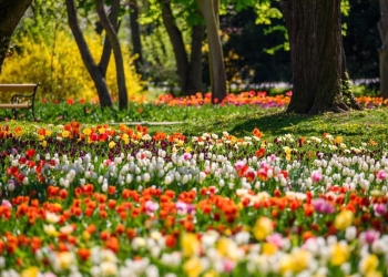 Lalelele în spectacol, la Timișoara! Feerie de culori