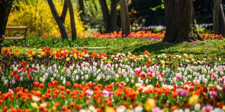 Lalelele în spectacol, la Timișoara! Feerie de culori