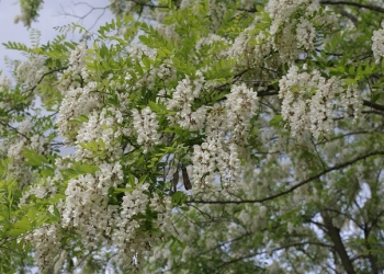 Mireasma salcâmului se va simți în tot Timișul! Plantare de primăvară la Jebel