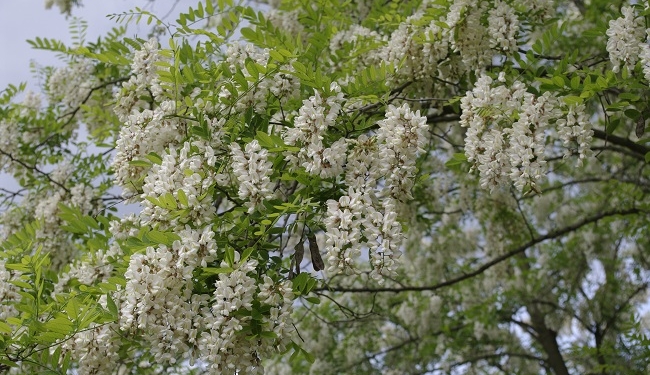 Mireasma salcâmului se va simți în tot Timișul! Plantare de primăvară la Jebel