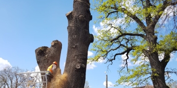 „Apărător” al spațiilor verzi în campania electorală, „drujbistul” celor mai bătrâni stejari din Timișoara, ajuns în funcția de primar!