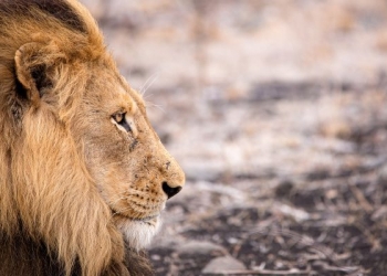 Când câinele se dă leu, autoritățile fac pe zmeii! Mesajul RO-Alert care anunța că un leu se plimbă liber prin Târgoviște, s-a dovedit alarmă falsă. Era un câine!