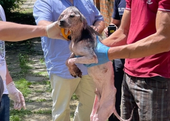 VIDEO 96 de câini, salvați dintr-o curte din Arad. În ce condiții trăiau animalele