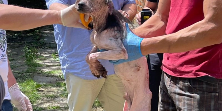 VIDEO 96 de câini, salvați dintr-o curte din Arad. În ce condiții trăiau animalele