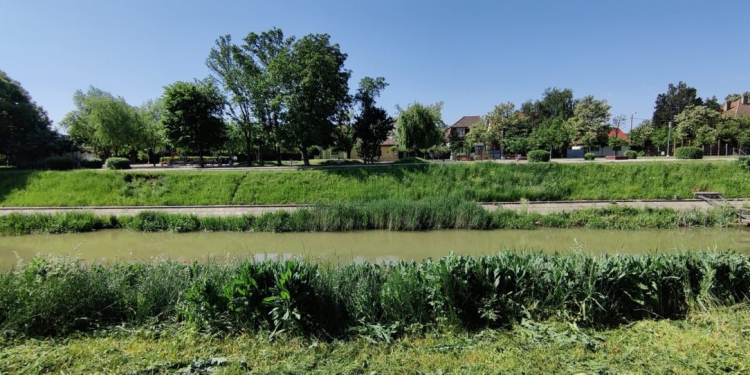 Timișoara mai are nevoie și de …iarbă! Rudolf Graf, consilierul primarului Fritz: „distrugem habitatul și dăunăm biodiversității!”