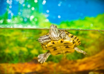 Specialiștii Gărzii Naționale de Mediu avertizează: cine abandonează broaștele țestoase primesc amendă