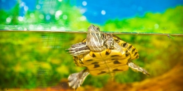 Specialiștii Gărzii Naționale de Mediu avertizează: cine abandonează broaștele țestoase primesc amendă