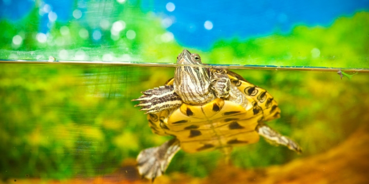 Specialiștii Gărzii Naționale de Mediu avertizează: cine abandonează broaștele țestoase primesc amendă