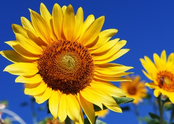 Început de iunie cu vreme caniculară în Banat