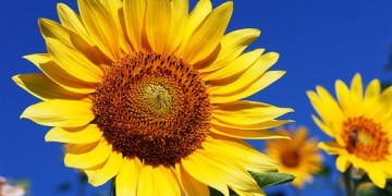 Început de iunie cu vreme caniculară în Banat