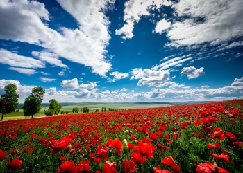 33 de grade Celsius în Banat. Prognoza meteo pentru următoarele două săptămâni