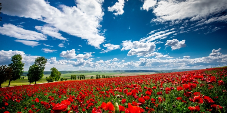 33 de grade Celsius în Banat. Prognoza meteo pentru următoarele două săptămâni