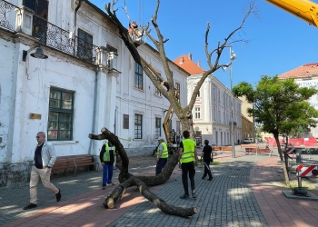 Stejarul plantat de Regele Ferdinand I în Piața Libertății a devenit istorie FOTO