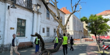 Stejarul plantat de Regele Ferdinand I în Piața Libertății a devenit istorie FOTO