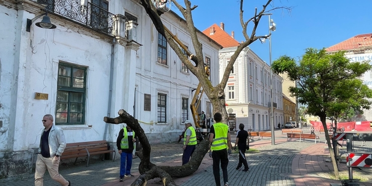 Stejarul plantat de Regele Ferdinand I în Piața Libertății a devenit istorie FOTO