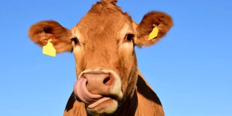 Imagini incredibile. Două vaci s-au plimbat liniștite pe Aeroportul Internațional „Traian Vuia” din Timișoara