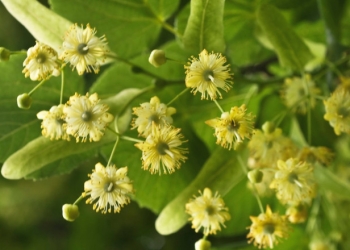 Rusaliile – semnificații, superstiții și tradiții de Pogorârea Sfântului Duh și Sărbătoarea Sfintei Treimi