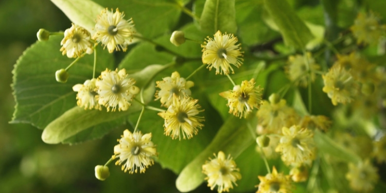 Rusaliile – semnificații, superstiții și tradiții de Pogorârea Sfântului Duh și Sărbătoarea Sfintei Treimi