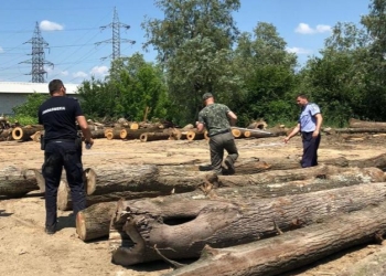 Lemn în valoare de 100 de mii de lei, confiscat