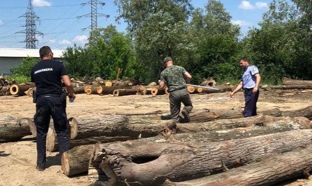 Lemn în valoare de 100 de mii de lei, confiscat