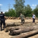 Lemn în valoare de 100 de mii de lei, confiscat