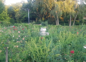 Fosta administrație a Timișoarei este „alergică” la actuala! Parcul Rozelor s-a transformat în Parcul Ambroziei