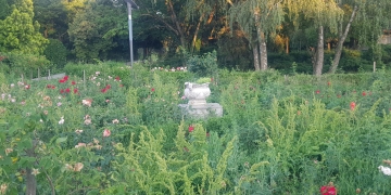 Fosta administrație a Timișoarei este „alergică” la actuala! Parcul Rozelor s-a transformat în Parcul Ambroziei