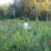 Fosta administrație a Timișoarei este „alergică” la actuala! Parcul Rozelor s-a transformat în Parcul Ambroziei