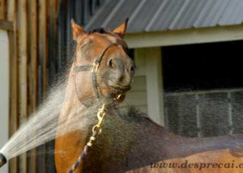 VIDEO Și-a răcorit calul… la o spălătorie de mașini