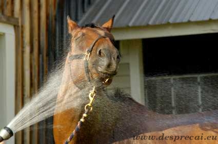 VIDEO Și-a răcorit calul… la o spălătorie de mașini