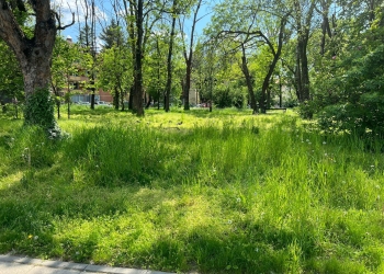 Consilier local: Timișoara devine o mahala prăfuită