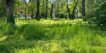 Consilier local: Timișoara devine o mahala prăfuită