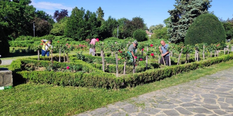 Parcul Rozelor, curățat de bălării de angajații Horticultura