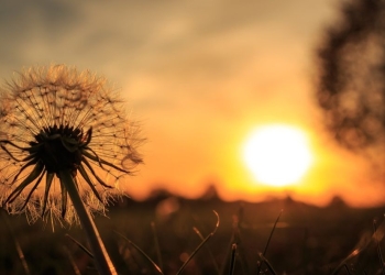 Vreme frumoasă până la sfârșitul lunii iunie, în Banat