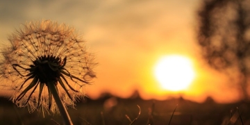 Vreme frumoasă până la sfârșitul lunii iunie, în Banat