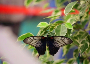 Expoziție cu 150 fluturi exotici și activități interactive pentru copii, la Iulius Town