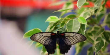 Expoziție cu 150 fluturi exotici și activități interactive pentru copii, la Iulius Town
