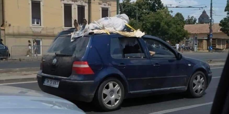 Imaginea zilei vine de la Timișoara! Un bărbat s-a plimbat prin oraș cu „mortu’” pe plafonul mașinii