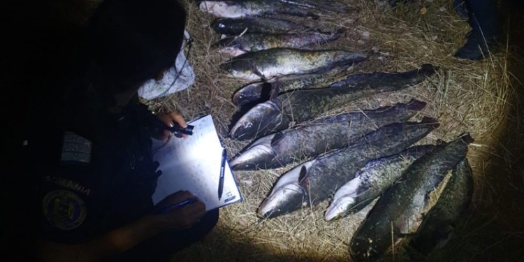 Doi braconieri prinși la pescuit pe râul Mureș