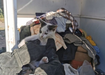 O pisică a fost salvată de pompierii din Timș dintr-un container de haine