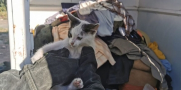 O pisică a fost salvată de pompierii din Timș dintr-un container de haine