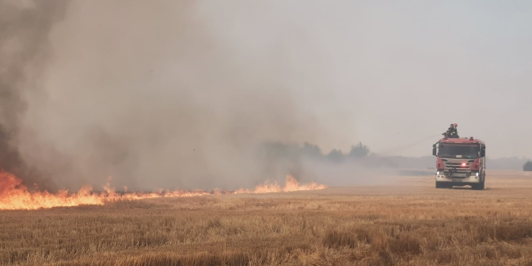 VIDEO Incendiu de vegetație pe zeci de hectare, la periferia Timișoarei
